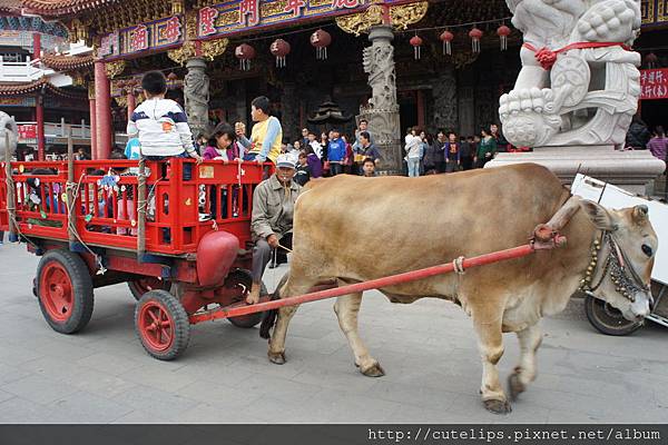 牛車體驗 牛車體驗