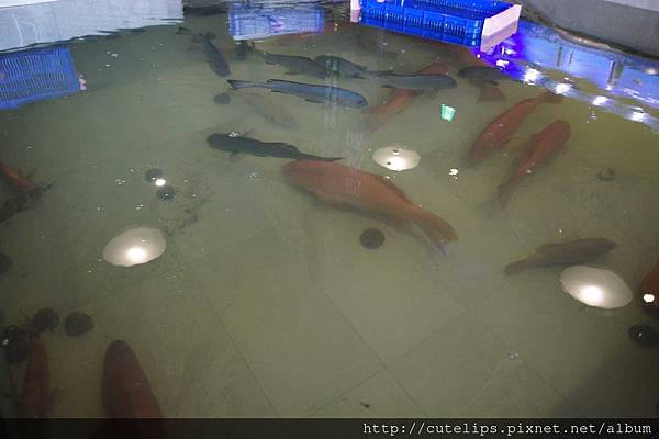 現撈鮮魚池105/4/24 現撈鮮魚池105/4/24