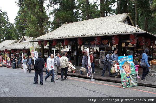 溪頭松林町