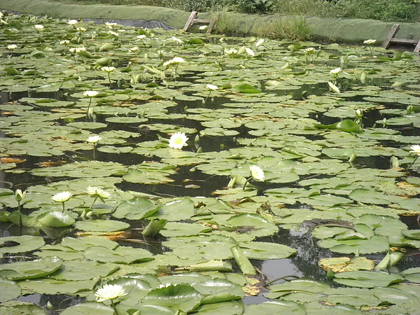 香水蓮花