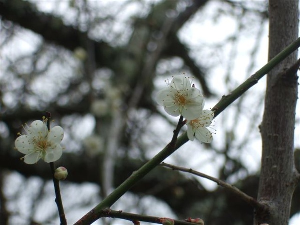 梅花