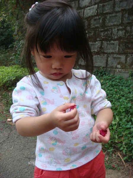 發現山櫻花的花瓣.JPG
