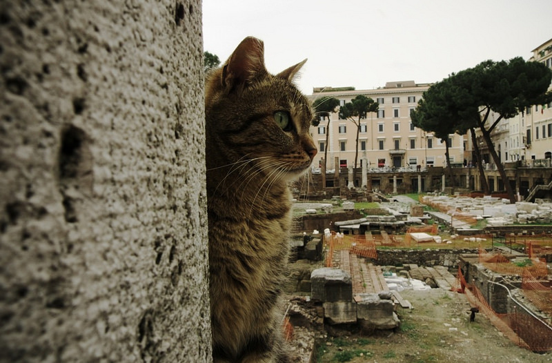 Cat-at-Largo-di-Torre-Argentina