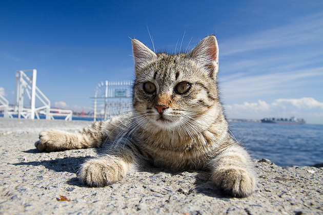 Istanbul Cat Blog