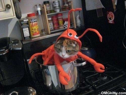 lobster-cat