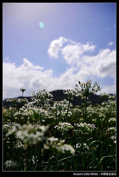 2012.09.27 大溪中新里韭菜花_DSC_9464