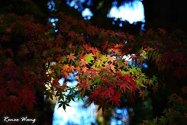 DSC_2119 DSC_2119