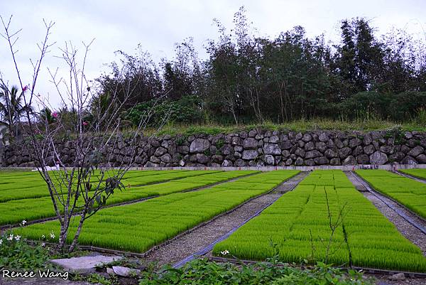 2013.01.24 富里--02羅山村景色_DSC_5010.JPG