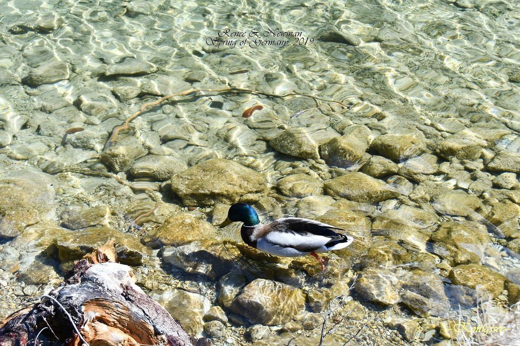 2019.04.07  Königssee_DSC_6750-1.jpg