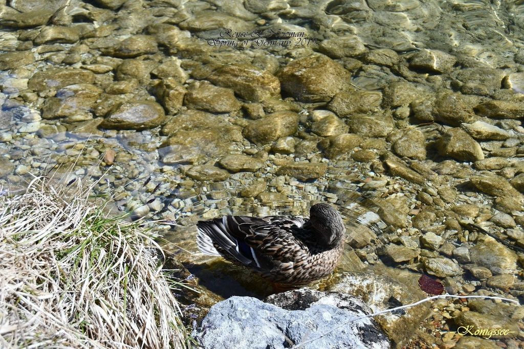 2019.04.07  Königssee_DSC_6751.jpg