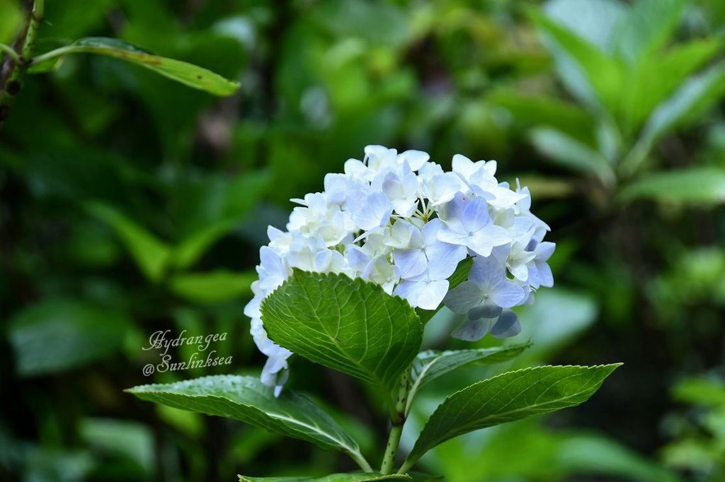 2019.05.18-19  家族旅行_杉林溪_DSC_9057-1_副本.jpg