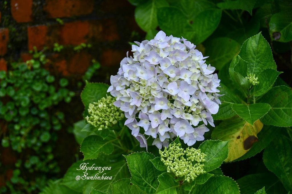 2019.05.18-19  家族旅行_杉林溪_DSC_9172-1_副本.jpg