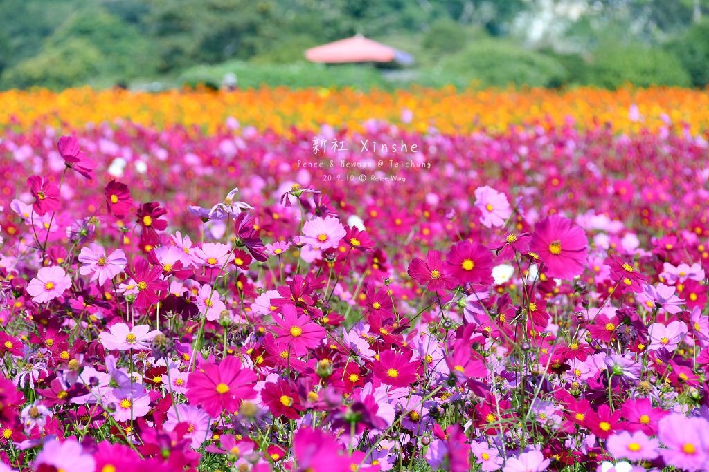 2019.11.16  新社花海_DSC_1596_副本.jpg