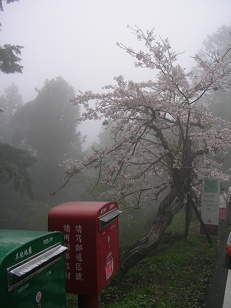 阿里山