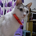 小刺小隻的