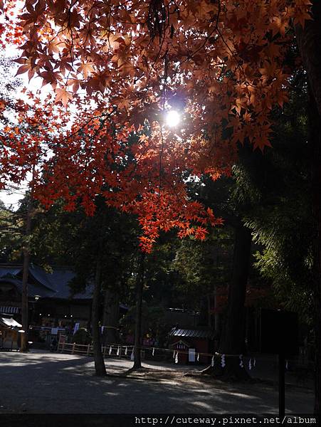 淺間神社 楓紅