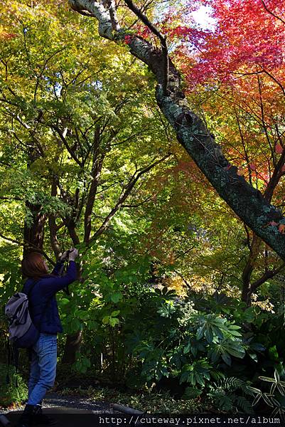 鎌倉 報國寺