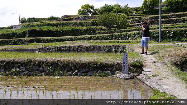 中山千枚田