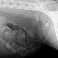 x-ray.3.jpg