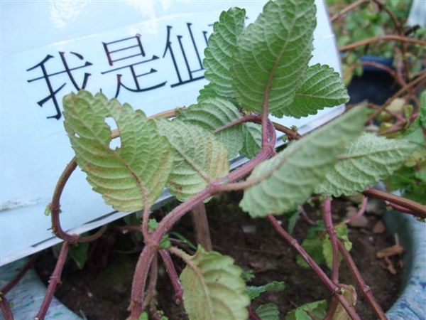 DSCF3183.JPG