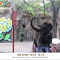 泰國-龍虎園-拖曳傘-騎大象5.jpg