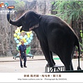 泰國-龍虎園-拖曳傘-騎大象11.jpg