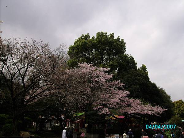 上野公園-櫻花