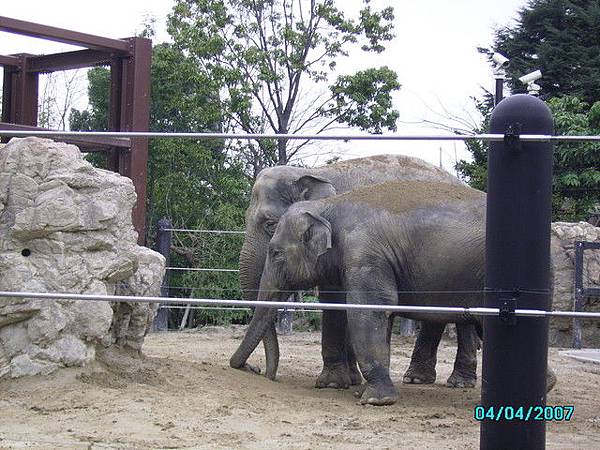 上野動物園-大象在玩耍