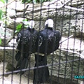 上野動物園-情侶搖頭鳥