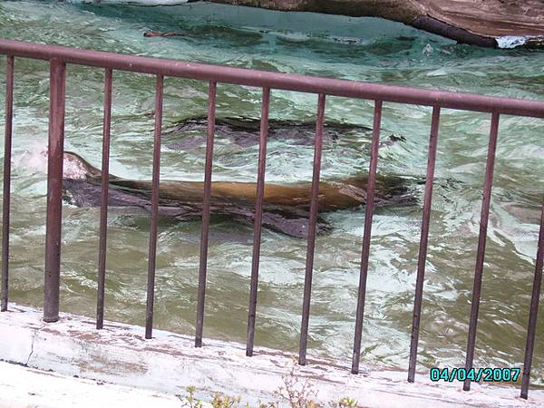 上野動物園-海獅