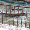 上野動物園-海獅