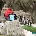 上野動物園-企鵝排隊