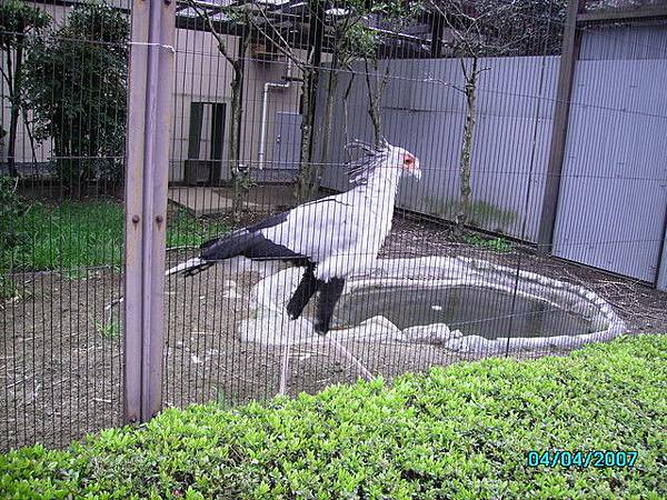 上野動物園-流行鳥