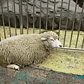 上野動物園-羊咩咩