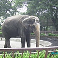小田原動物園的大象