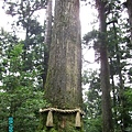 箱根神社的千年巨木