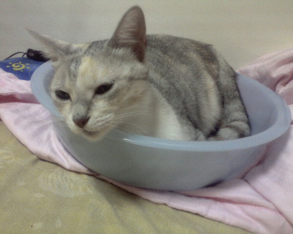 盆子裡的貓II
