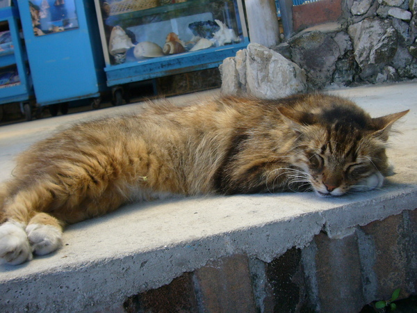 剛剛那隻慵懶的貓換個姿勢繼續睡~