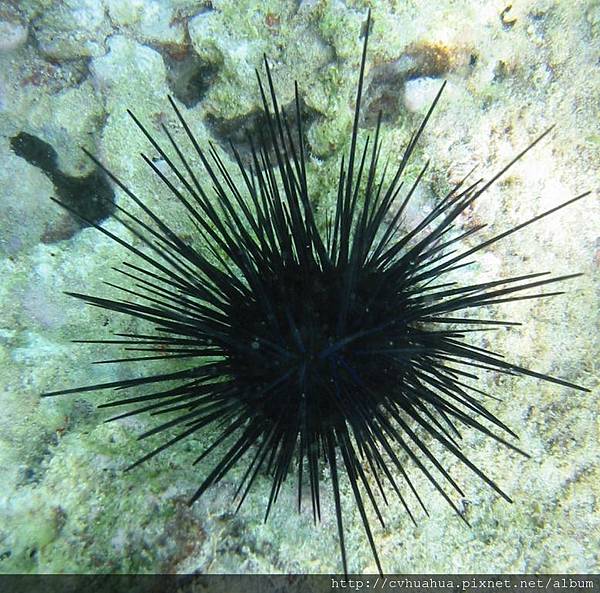動物百科圖鑑part2 海膽 Jpg Cvhuahua的相簿 痞客邦