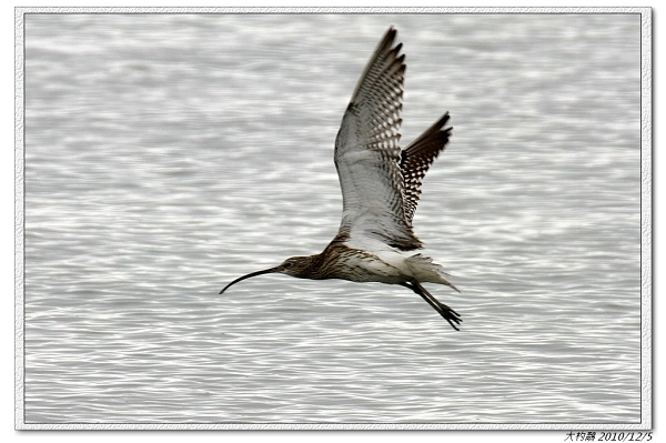 2_大杓鷸 , Eurasian Curlew 框.jpg