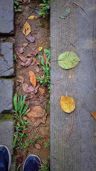 [遊記]台中- 咬人狗坑生態景觀步道 眺望市區美景