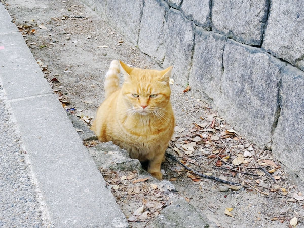 大阪城公園 (20)