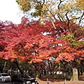 20111126~1201京阪自由行 1055.JPG