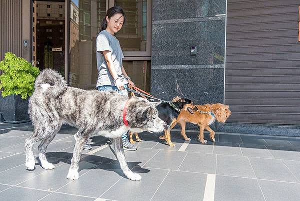 攜旺台中浪浪中途學校訓練散步