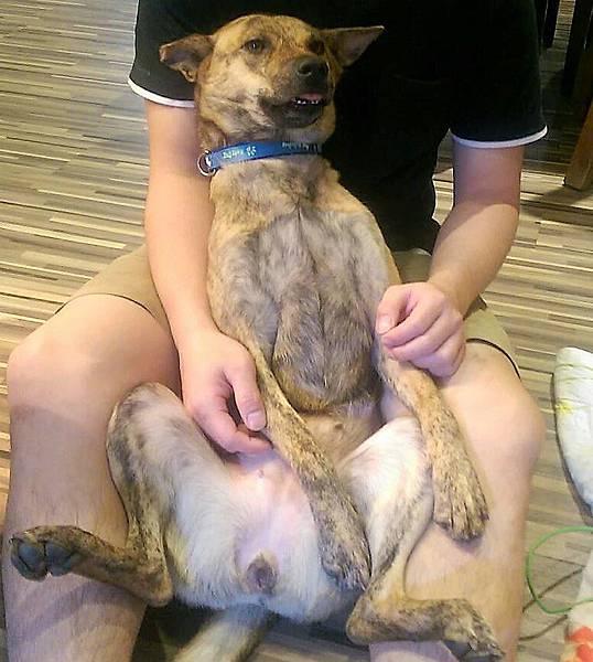 攜旺台中浪浪中途學校畢業學生虎妞