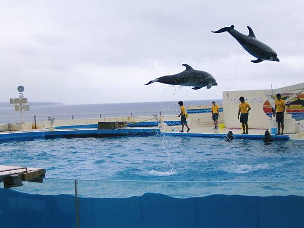 海豚躍姿