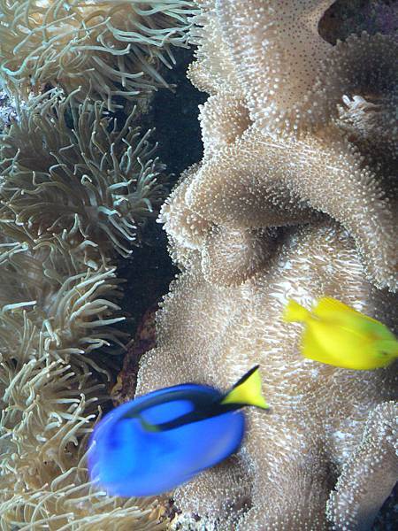 小魚兒與珊瑚礁