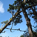 宜蘭‧太平山‧鐵杉林國家步道