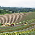 富良野