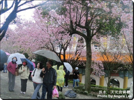 【淡水．天元宮】風雨無阻賞櫻行●2011/0315即時花況報